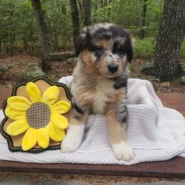 Pearl - Blue merle Australian Shepherd puppy in Menlo, Georgia from Covenant View Farm Australian Shepherds