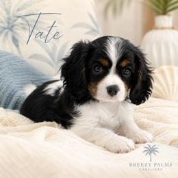 Henry Tate - Tri-color male Cavalier King Charles Spaniel puppy in Mount Dora, Fl, Florida from Breezy Palms Cavaliers