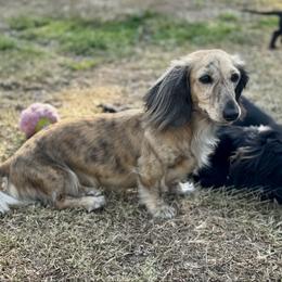 Gracee - Dachshund