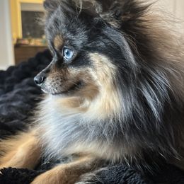 Valentine - Pomeranian