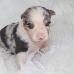 Una - Blue merle female Border Collie puppy in Cedartown, Georgia from Ferguson Border Collies