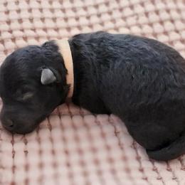 Pumi Puppies from Marylynn Carrasco