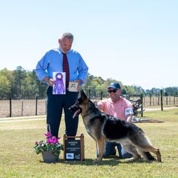 Frankie - German Shepherd