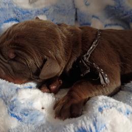 Red boy two - Red and rust male Doberman Pinscher puppy in Antioch, Tennessee from Aiba Doberman's
