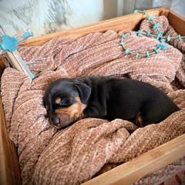 Dachshund Puppies from GE Miniature Dachshunds