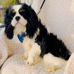 Winston - Cavalier King Charles Spaniel