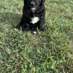 Saint Berdoodle Puppies from Highland Ridge Doodles