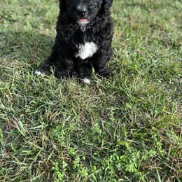 Saint Berdoodle Puppies from Highland Ridge Doodles