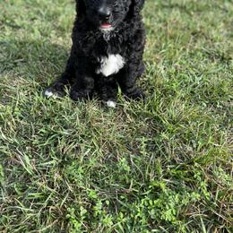 Saint Berdoodle Puppies from Highland Ridge Doodles