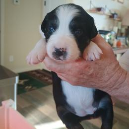 Puppy 7 - Black tri-color female Australian Shepherd puppy in Mayer, Arizona from Ms Priss Aussies