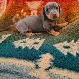 Leontus - Blue and tan male Dachshund puppy in Opelika, Alabama from Dachshund Darlins