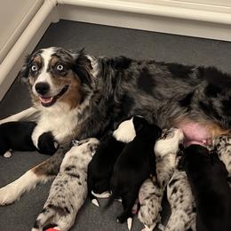 Australian Shepherd puppies from Eileensaussies