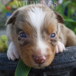 Newt- Blue Collar - Red merle male Australian Shepherd puppy in Newport, Rhode Island from Wildlings Australian Shepherds