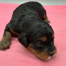 Girl 3 - female Cavapoo puppy in Burke, New York from Patti’s Puppies