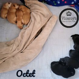 German Shepherd and Scottish Terrier Puppies from Viceroy's Kennel LLC