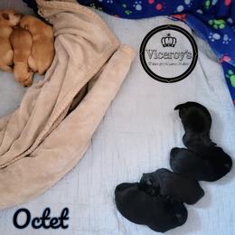 German Shepherd and Scottish Terrier Puppies from Viceroy's Kennel LLC
