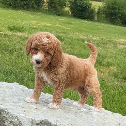 Lucian - Red male Cockapoo puppy in Connersville, Indiana from MoonShine Babies