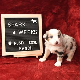 Miniature American Shepherd and Miniature Australian Shepherd Puppies from Rusty Rose Mini Aussies and Mini American Shepherds