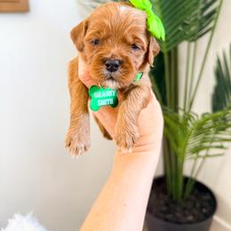 Girl 4 - Red  female Goldendoodle puppy in West Haven, Utah from Split Mountain Doodles
