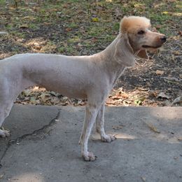 Storm - Poodle