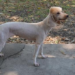 Storm - Poodle