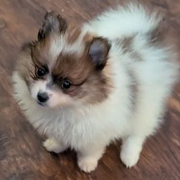 Sable Parti Boy - Orange parti male Pomeranian puppy in Danielsville, Georgia from PassionatePomPoms