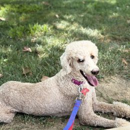 Poodle puppies from Poodles & Doodles of the 716🦬