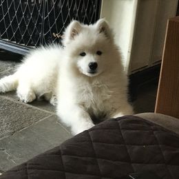 Samoyed Puppies from Kenjo Samoyeds