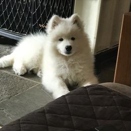 Samoyed Puppies from Kenjo Samoyeds