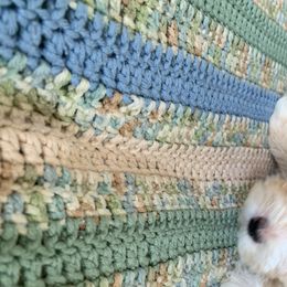 Havanese Puppies from Elysium Fields Farm