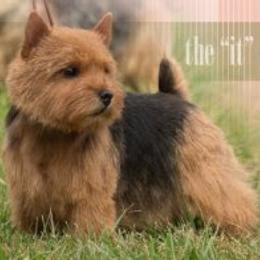 Norfolk Terrier and Norwich Terrier All Grown Up from Infinity Kennels