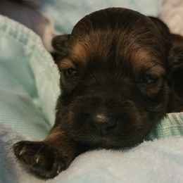 Shorkies from Sweet November