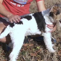 Sesame - Wire Fox Terrier puppy from Lyndon Meadow Farm