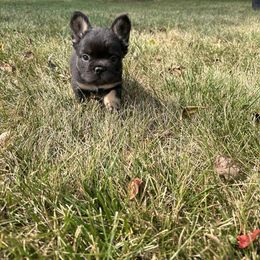 French Bulldog Puppies from Christie's Frenchies