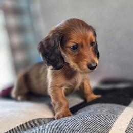 Rowan, AKC - Red male Dachshund puppy in Tucson, Arizona from Crowned Doxies