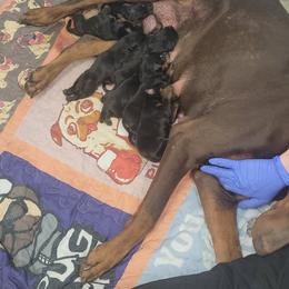 Girl 4 - Black and rust female Doberman Pinscher puppy in Shrewsbury, Massachusetts from Di Nonno Dobermann