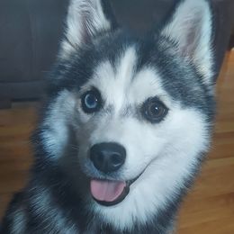 Pomsky Puppies from Guccio’s Pomsky’s and Stud Services