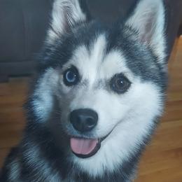 Pomsky Puppies from Guccio’s Pomsky’s and Stud Services