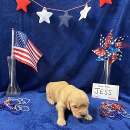 Golden Retriever Puppies from R & K Golden Acres LLC