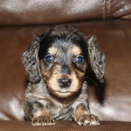 Dapple male - Dapple male Dachshund puppy in Pontotoc, Mississippi from Doubletake Doodles & Dachshunds