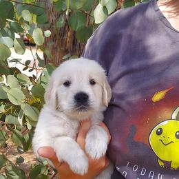 Golden Retriever Puppies from Danielle Kemper
