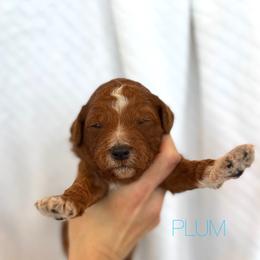 PLUM - Red  male Goldendoodle puppy in Independence, Oregon from Ankeny Doodles