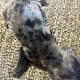Jasper - Dapple male Dachshund puppy in Spring Creek, Nevada from Hobby Horse Homestead Mini Doxies