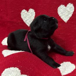 Cupid - Black female Cane Corso puppy in Utah from 3Lake Kennelz