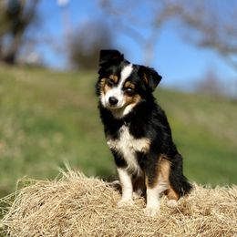 Nori - Toy Australian Shepherd
