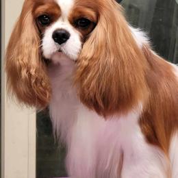 Ernie - Cavalier King Charles Spaniel