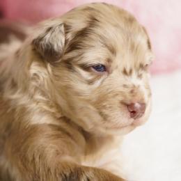 Artic - Red merle female Australian Shepherd puppy in Kokomo, Indiana from North Central Aussies