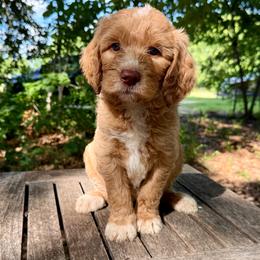 Yoko - Red  female Goldendoodle puppy in Heath, Texas from Doodles Divine