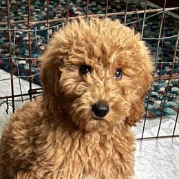 Cooper - Apricot male Aussiedoodle puppy in Lowville, New York from Adirondack Labradoodles