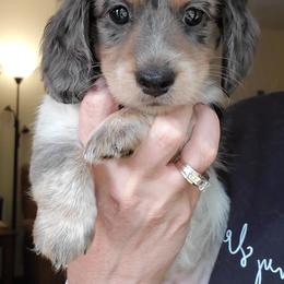 Dachshund Puppies from Pure Joy Dachshunds